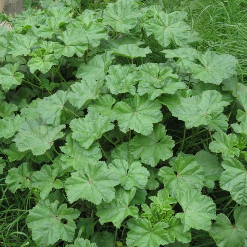 Ch de Malva verde Malva sylvestris 100g