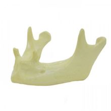 4011 - Mandíbula com Pré-Molares