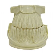 4033 - Manequim Ortodôntico Com Raiz Exposta