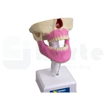 Manequim Com Todos os Dentes e Gengiva - 4100G