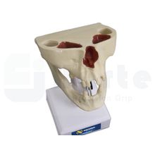 Manequim c/ Caninos e 2º Molar - 4006