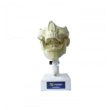 4100 T - Manequim Com Todos os Dentes