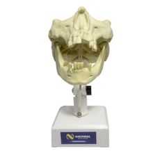 9973 T - Manequim Parendodôntica