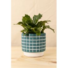 Vaso grid petróleo m