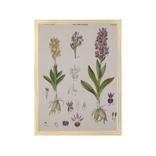 Quadro Decorativo Inspiração Botânica Orquídeas