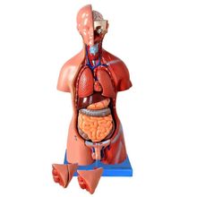Torso Bissexual De 45cm Com Coluna Exposta, Em 25 Pts